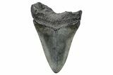 Fossil Megalodon Tooth - South Carolina #272494-1